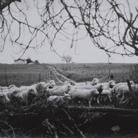 Sheep