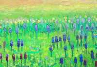 Grape Hyacinth II