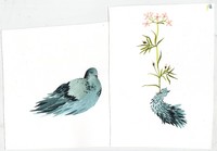 Pigeons