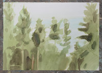 Summer Spruce