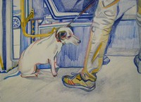Dog on Public Transport