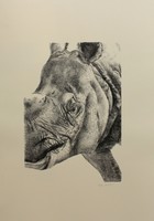 Portrait of Indian Rhinoceros, Maruška