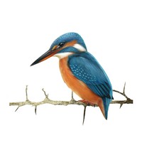 River kingfisher