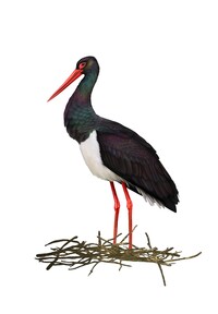 Black Stork