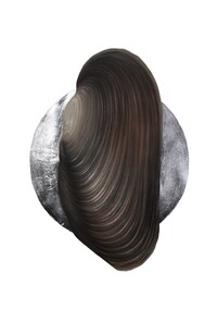 River pearl mussel