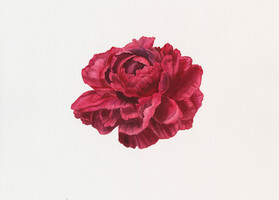 Peony I