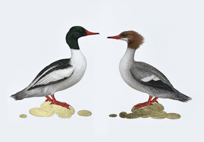 Common Merganser