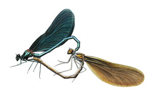 Banded Demoiselle