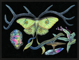 Lunar Moth