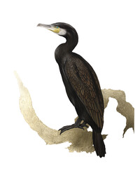 Great Cormorant