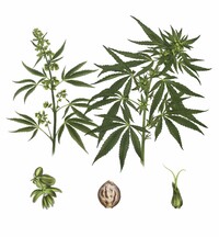 Cannabis sativa