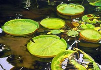 Water Lily I